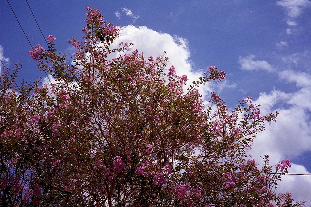 photos: pink foliage