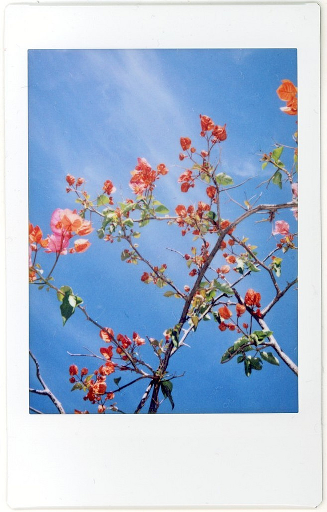 Shoot: Blue Skies & Bougainvilleas